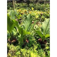 ราคา #ต้นเศรษฐีวิลสัน ห่อตุ้มเท่านั้น เป็นไม้มงคลชนิดหนึ่งจัดอยู่ในกลุ่มว่านมงคลความหมายดี มีความเชื่อด้านโชคลาภ (24512215309)