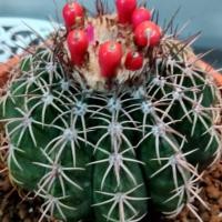 ราคา เมโลแคคตัส Melocactus เมล็ดเก็บสด ถูกๆ (7241390881)
