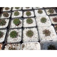 ราคา แคคตัสยิมโนเขียว ยิมโนเชื่อด่าง ยิมโนคาไลเซียม (13534224775)