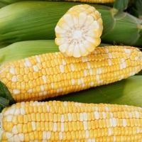 ราคา corn seeds for planting เมล็ดข้าวโพดหวาน หวานสวีท ขนาด10Seeds กรัม ตราตะวันต้นกล้า เมล็ดข้าวโพด เมล็ดพันธุ์ข้าวโพด (41176435150)