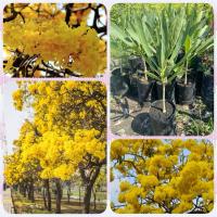ราคา ต้นเหลืองปรีดียาธร ดอกตาเบบูญ่า ต้นเหลืองปรีดี (สูง 30-50cm) (25092329865)