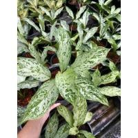 ราคา อโกนีมา​ (Algonema) ไม้ใบ ต้นเศรษฐีใบละพัน ไม้มงคล ส่งเสริมให้มีบารมีและค้าขายร่ำรวย กระถาง​8" (10317564174)