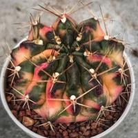 ราคา กระบองเพชร ยิมโนด่าง ไม้ชำหน่อ สีหวาน แคคตัส ยิมโน cactus (11633928947)