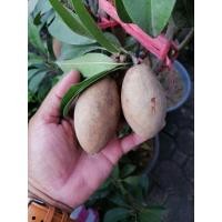 ราคา ต้นละมุดกระสวย​มาเลย์​ หวานอร่อย (3480727246)