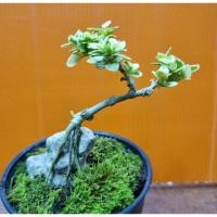 ราคา บอนไซเพรมน่าไต้หวันด่าง เกาะหิน (15708308078)