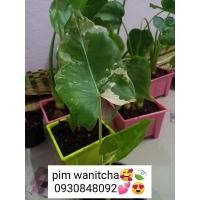 ราคา บอนกระดาดด่างขาวไซส์กลางสวยๆ (11917551937)