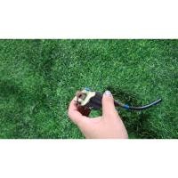 ราคา แผ่นชาร์จเวฟ110iสายสั้น (สินค้าไม่มีหัวนกกระจอก)สินค้าแท้มือสอง (48700574666)