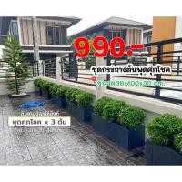 ราคา ชุดกระถางปูนสีดำพร้อมต้นพุดศุภโชคพุ่มกลมดอกสีขาวตกแต่งรั้วบ้าน (26061049732)