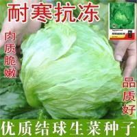 ราคา ผูกปมบอลเมล็ดผักกาดหอมครีมห่อผักกาดหอมกรอบบีทบอลผักกาดหอมฤดูใบไม้ผลิฤดูร้อนฤดูใบไม้ร่วงสี่ฤดูกาลผักกาดหอมบอลเมล็ดผัก (47954294498)