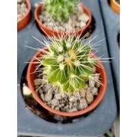 ราคา ถังทอง กระบองเพชร ไม้เมล็ด (8098662595)