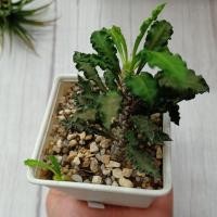 ราคา แคคตัสไดโนเสาร์ใบหยัก-ยูโฟเบีย(Euphorbia) (4655360211)