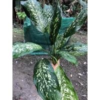 ราคา สาวน้อยประแป้ง ความสูง 20-30 ซม. สาวน้อยประกายเพรชว่านไม้มงคลประดับบ้าน (9197530885)