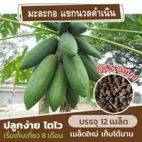 ราคา เมล็ดพันธุ์ มะละกอแขกนวลดำเนิน แบ่งขาย 12 เมล็ด มะละกอส้มตำ (ซื้อ 5 แถม 1) (16240103578)