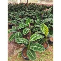 ราคา ต้นเสือโคร่ง/เศรษฐี​พันล้าน (11346932573)