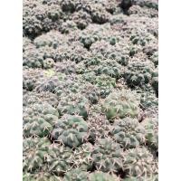 ราคา ต้นแคคตัส ยิมโนออคโช (Gymnocalycium ochoteranae) ขนาด 1.5 ซม+ ไม้เพาะเมล็ด (17970962884)