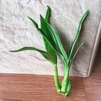 ราคา ต้นพลับพลึงด่าง หน่อเล็ก 6 หน่อ (23179640464)