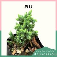 ราคา สนจูนิเปอร์แคระ ถุงดำ (24622632132)