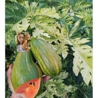 ราคา เมล็ดมะละกอเรดเลดี้ด่างชุด20เม็ดด่างดีทุกเม็ดอัตราการงอก90-95%ทานสุกอร่อยหวานเพาะต่อยอดขายได้ (28231398644)