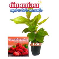 ราคา ต้นหม่อน หรือมัลเบอร์รี่ 1 ต้น ปลูกง่าย โตไว นิยม (27517941221)
