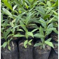 ราคา ไม้ป่ากล้าไม้กันเกรา (20014922789)