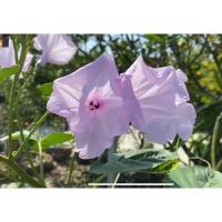 ราคา ต้นผักบุ้งต้น / ผักบุ้งฝรั่ง / ผักบุ้งสวรรค์ Patsorntree (25809702833)