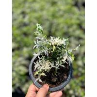 ราคา ต้นโมกด่างแคระกระถางดำ 5" (3744714380)