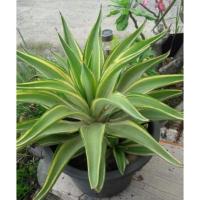 ราคา อากาเว่ ต้นอากาเว่ ต้นลูก (11533022909)