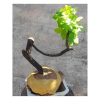 ราคา ต้นตะโก บอนไซโครงสร้าง (21178160645)