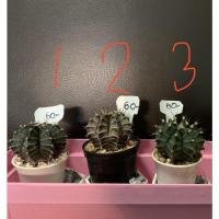 ราคา ยิมโนขนาด4-5ซม.ไม้เมล็ด (13722370061)