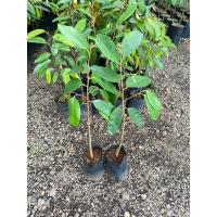 ราคา ต้นทุเรียนแดงอินโด (40900935828)