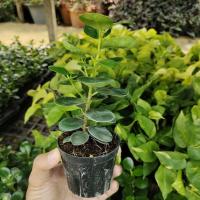 ราคา ช้อนเงินช้อนทอง ต้นช้อนเงินช้อนทอง ต้นไม้ฟอกอากาศ พร้อมกระถาง 3นิ้ว (ต้นสวยมาก) ขั้นต่ำ 2 ต้นค่ะ (11622633427)