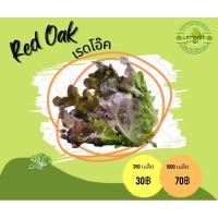 ราคา เมล็ดผักสลัด เรดโอ๊ค (23825871582)