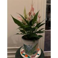 ราคา ต้นไม้จริง ต้นไม้ประดับ ต้นหน้าวัวแคระ (42271899206)