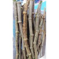 ราคา เถาตำลึง ส่งขายแบบต้นเถาสดๆนะคะ ตัดขายเป็นท่อน ชุดล่ะ10ท่อน ยาวท่อนล่ะ15-20ซม. (17694556680)