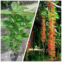 ราคา ต้นจิกน้ำ ต้นกระโดนน้ำ ต้นสูง 60-80 cm (29651195124)