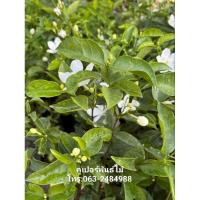 ราคา ต้นดอกพุดพิชญา ไม้ดอก ไม้ประดับ (27770905176)