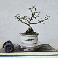 ราคา บอนไซเชอรี่แคระ. bonsai cherry #ของฝากปีใหม่ #บอนไซไม้จิ๋ว (47951515472)