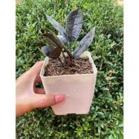 ราคา กวักมรกตดำ กวักมรกตนิล(ต้น+กระถางตามภาพ)⛅ไม้ฟอกอากาศ ไม้มงคล # มีตุ่มรากสวยงาม#ไม้วางโต๊ะทำงาน (22415927375)