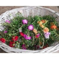 ราคา กิ่งพันธุ์แพรเซี่ยงไฮ้​ คละ15สี​ 500กรัม (5105428266)