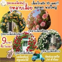 ราคา ชุดรวมเมล็ดพันธุ์ ดอกกุหลาบเลื้อย เมล็ดพันธุ์แท้ นำเข้าจากต่างประเทศ สายพันธุ์แท้OP นำเมล็ดรุ่นต่อไปปลูกต่อได้ (25335741929)