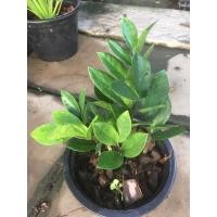 ราคา กวักมรกต ไม้มงคลฟอกอากาศ (4089030259)