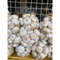 ราคา กระเทียมไทยแก้วศรีสะเกษเบอร์1 รุ่น1กิโล (9207311157)