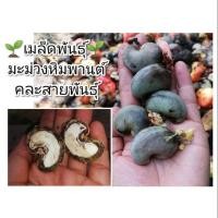 ราคา เมล็ดพันธุ์ มะม่วงหิมพานต์ (3944826269)