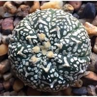 ราคา Cactus แคคตัส แอสโตร วี (1854303079)