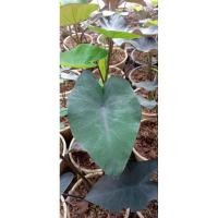 ราคา บอนดำ(Blackmagic)ขายทั้งต้น (20284976373)