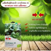 ราคา เมล็ดพันธุ์ผักคะน้า บางบัวทอง 35 ตราศรแดง 4000 เมล็ด/ซอง เมล็ดพันธุ์ผัก ผักสวนครัว ลำต้นใหญ่ allaboutplants (7124420721)