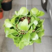 ราคา ต้นเดฟพันลูกตีนเป็ดสวยๆตกแต่งบ้าน (8966643349)