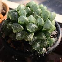 ราคา [4-5 cm] ฮาโวเทีย H. cooperi var. pilifera #haworthia #sacculants #ไม้ประดับ #ไม้อวบน้ำ (3116950340)