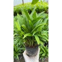 ราคา ต้นกล้าหมากเขียว Macarthurs Plam (3839092311)