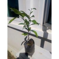 ราคา ต้นจันอิน ถุงใหญ่ ต้นแข็งแรง (29623662989)